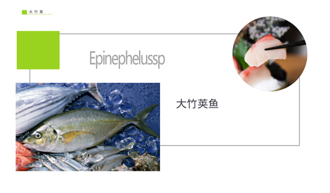 Epinephelussp